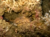 jax-reef-toadfish-jpg