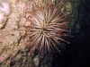 andy king reef sea urchin