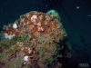 Desco - St. Augustine Reef