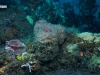 Culvert Reef Sponge