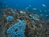 Culvert Reef Growth