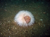 small-urchin
