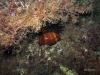 4-reef-cowry