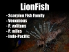 2 Lionfish Description