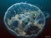 moon jellyfish 2