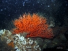 Branching Soft Coral