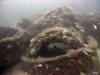 Taylor Reef, St. Augustine, reef pile