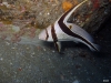 Taylor Reef, St. Augustine, jacknife fish