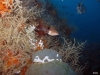 Taylor Reef, St. Augustine, belted sandfish