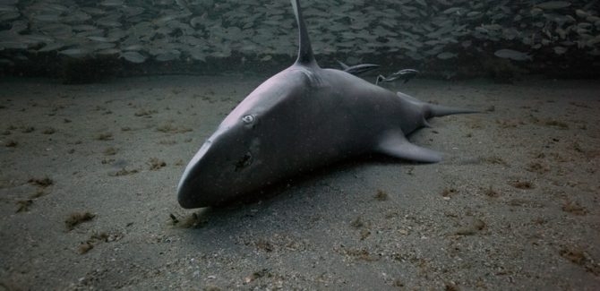 Near Death Shark Found with Bullet Wound