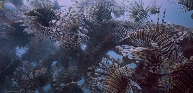 Lionfish Outreach and Insight Videos