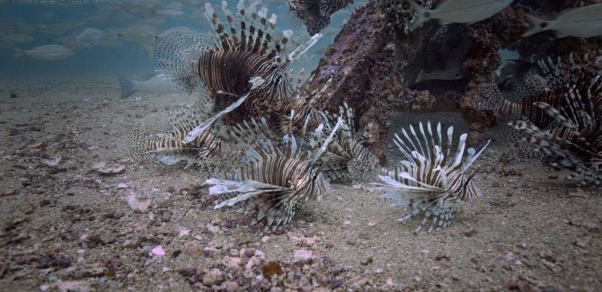 Lionfish Found in Cold Up-Welling Waters